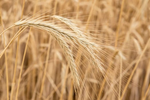 Cereal plants in a crop for the agriculture industry