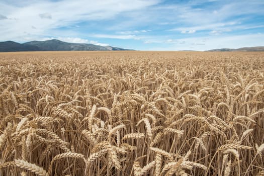 Cereal plants in a crop for the agriculture industry