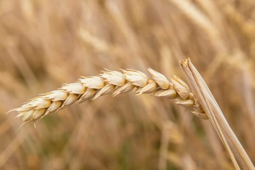 Cereal plants in a crop for the agriculture industry