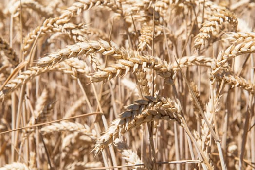 Cereal plants in a crop for the agriculture industry