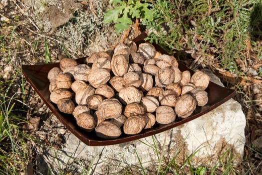 Freshly picked walnuts in wooden platter on stone