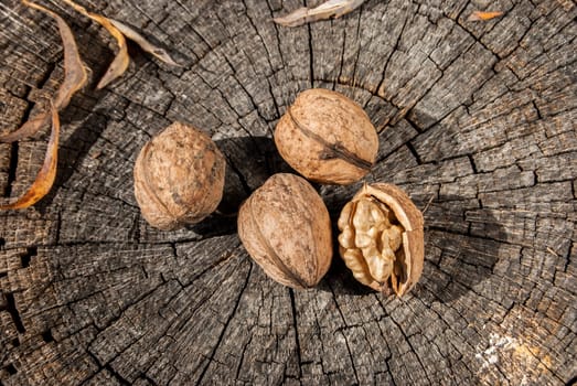 Freshly picked whole and broken walnuts on old weathered tree trunk background