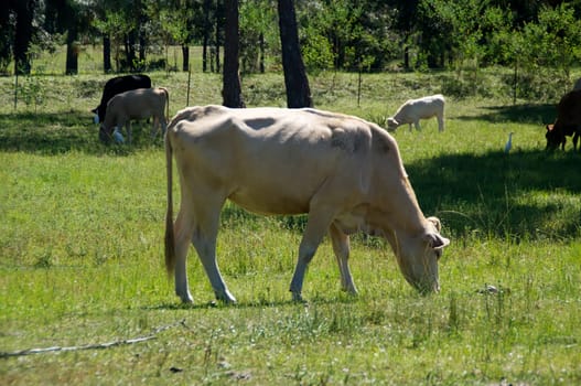An old white cow is grazing in a field with other cows in the background.