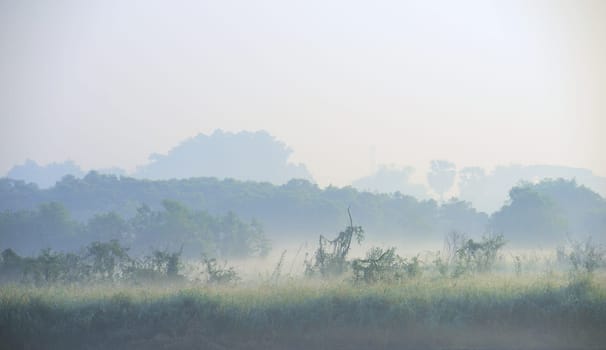Mist Morning