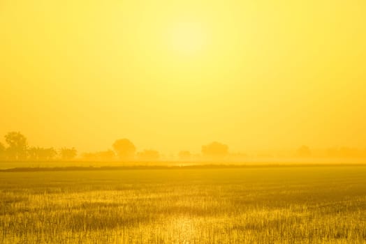 Mist Morning With Sunrise