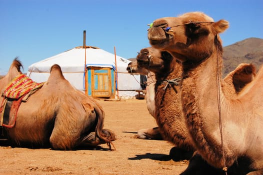 Camels sit in front of a yurt in the Mongolian Gobi Desert