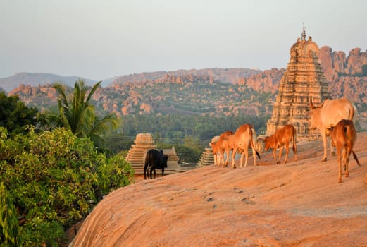 A herd of sacred cows runs towards the great Hindu temple in Hampi