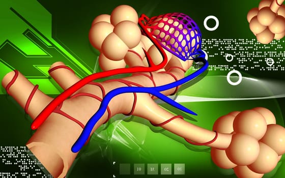 Digital illustration of alveoli in colour background