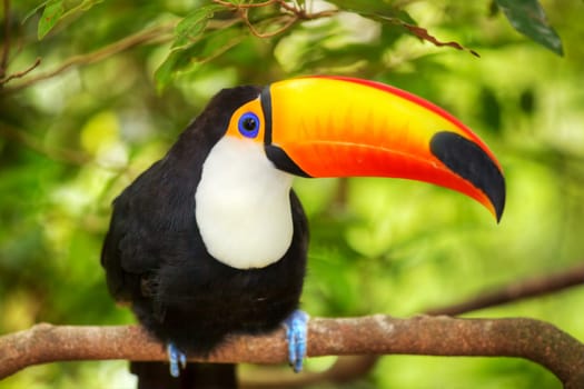 Colorful tucan in the aviary for adv or others purpose use