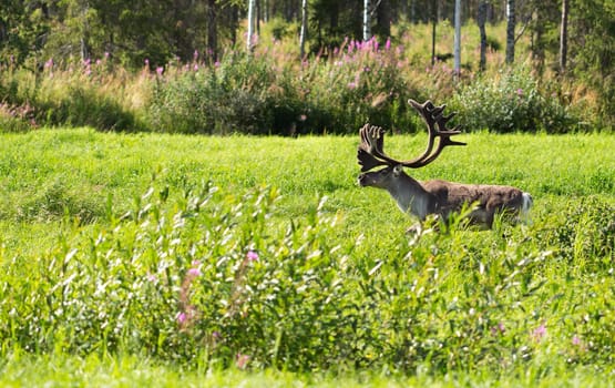 Adult deer with antlers on a background of green grass and forest