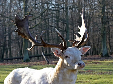 White fallow deer (Dama dama)