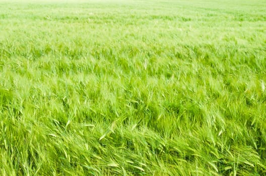 young wheat on farm land