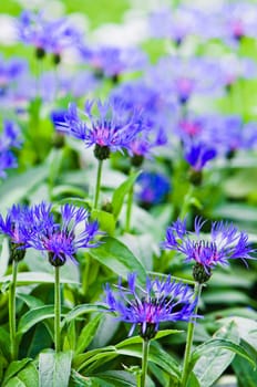 Beautiful cornflowers in the meadow, close-up