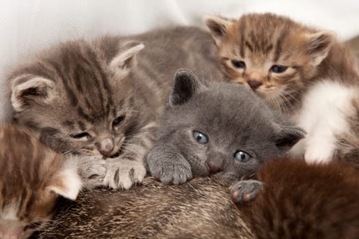 A heap of cat is cuddly babies on their mother