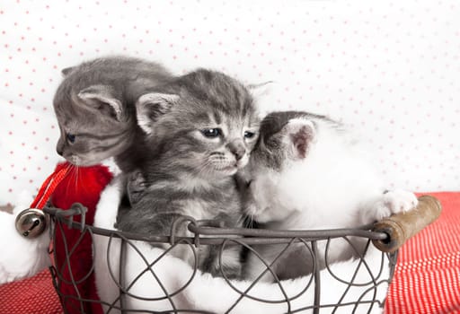 three cats baby in a basket, a few days old, in the background red dots