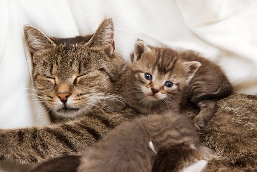 A heap of cat is cuddly babies on their mother