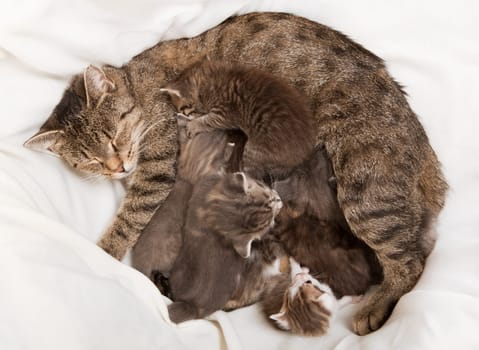 cats babies drink at her mother, a heap of cat is cuddly babies on their mother