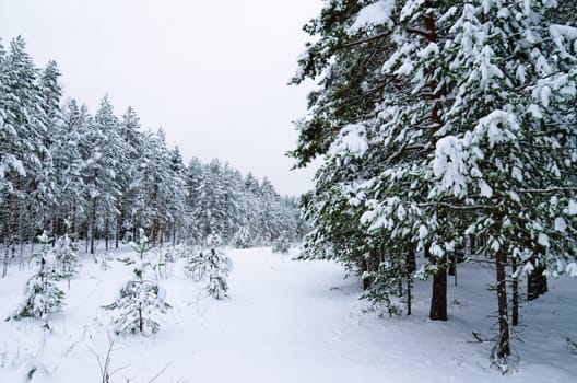 Winter landscape in the forest snowbound
