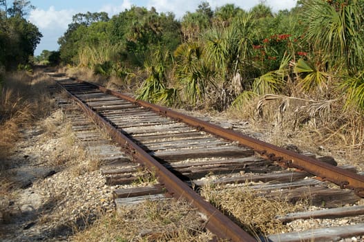 Looking down an old set of railroad tracks as the converge in the distance in an undeveloped section of florida.