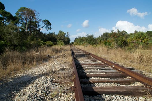 Looking down an old set of railroad tracks as the converge in the distance in an undeveloped section of florida.