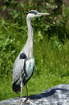 Grey heron
