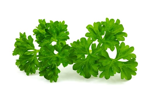 Parsley,close-up of the plant on a white background