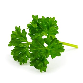 Parsley,close-up of the plant on a white background