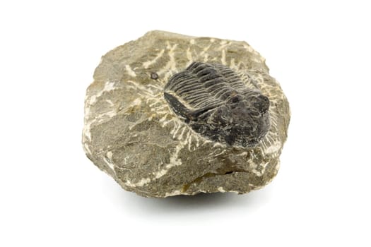 Fossil,close-up of a fossilized primordial stone crab on a white background