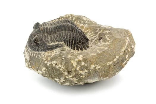 Fossil,close-up of a fossilized primordial stone crab on a white background