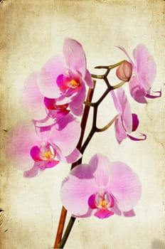 Pink orchid on vintage paper background