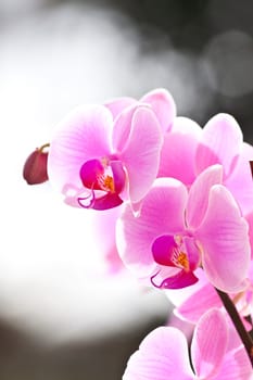 Pink orchid in the spring