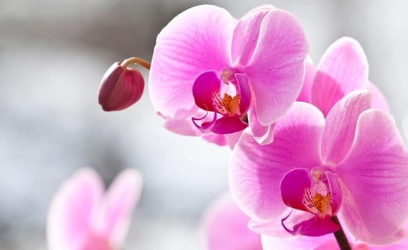 Pink orchid in the spring