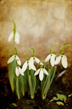 Early Snowdrop flowers on vintage background