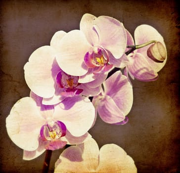 Pink orchid on vintage paper background