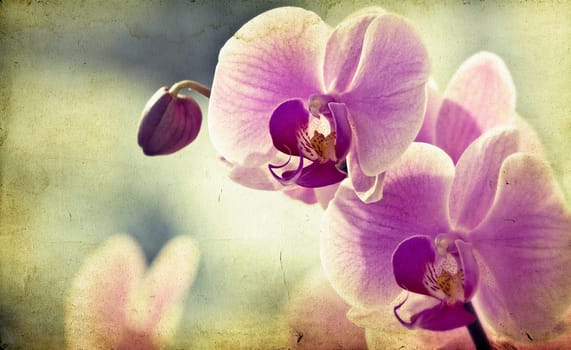 Pink orchid on vintage paper background