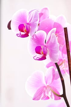 Pink orchid in the spring