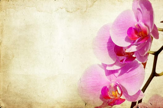 Pink orchid on vintage paper background