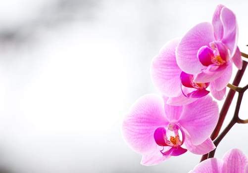Pink orchid in the spring