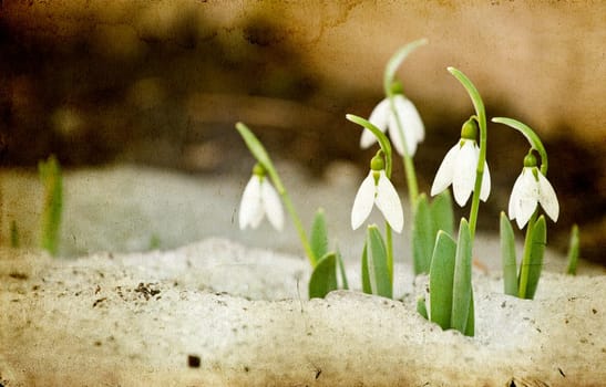 Early Snowdrop flowers on vintage background
