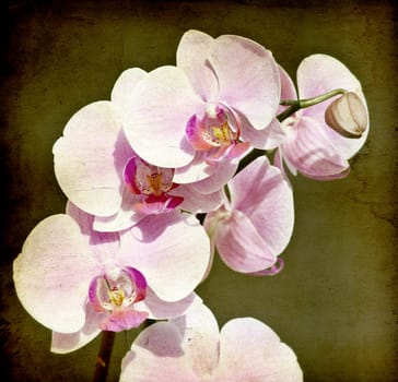 Pink orchid on vintage paper background