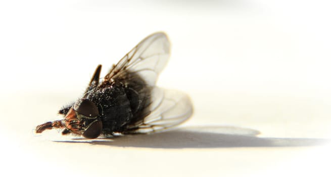 Dead Fly