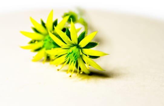 Small Flower