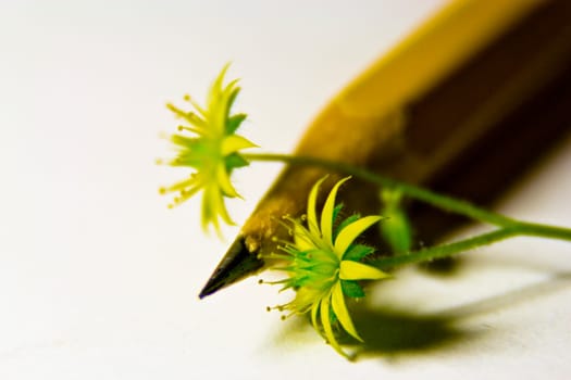 Pencil