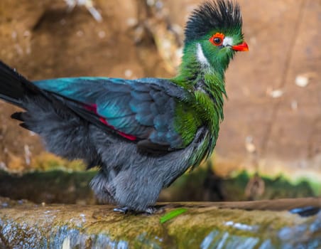 Guinea Turaco also known as Green Turaco - Tauraco persa