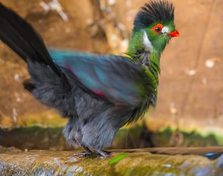 Guinea Turaco also known as Green Turaco - Tauraco persa