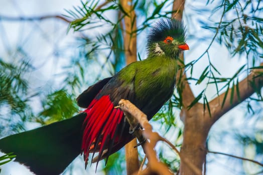 Guinea Turaco also known as Green Turaco - Tauraco persa