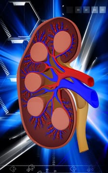Digital illustration of kidney in colour background