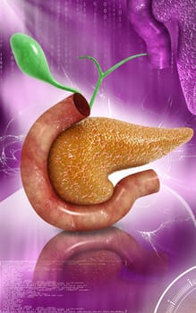 Digital illustration of pancreas in colour background