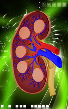 Digital illustration of kidney in colour background