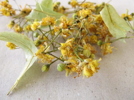 Dried lime blossoms on paper